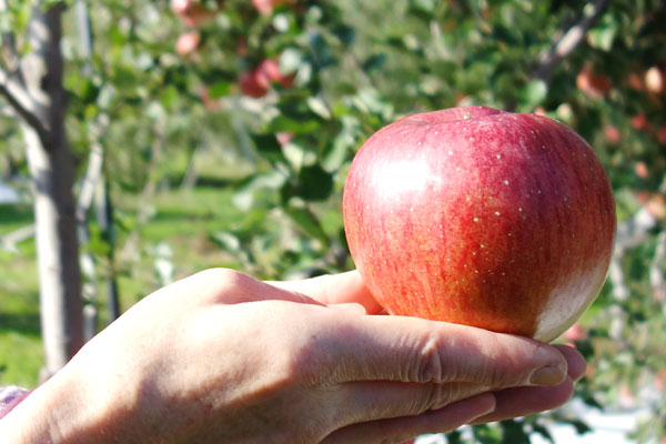 急募 高山村産 フジ